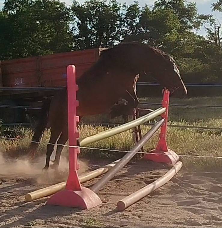 Yegua Connemara En venta 2019 Bayo por TITUS DE LIAF