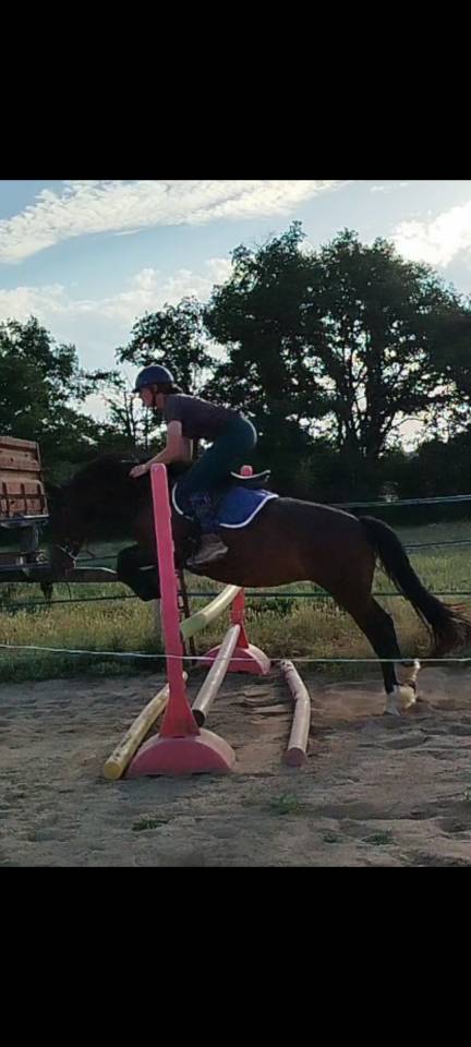 Yegua Connemara En venta 2019 Bayo por TITUS DE LIAF