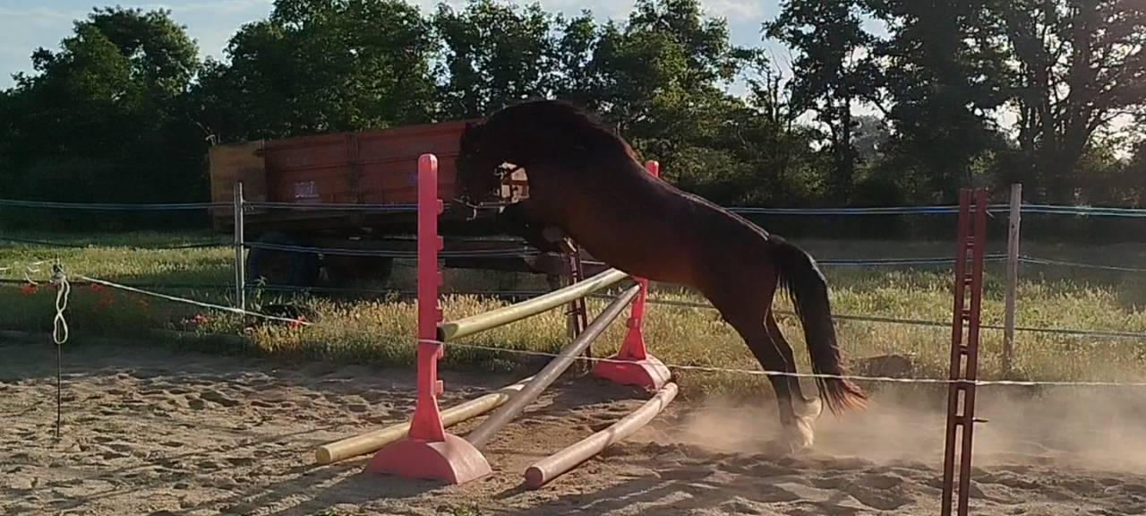 Yegua Connemara En venta 2019 Bayo por TITUS DE LIAF