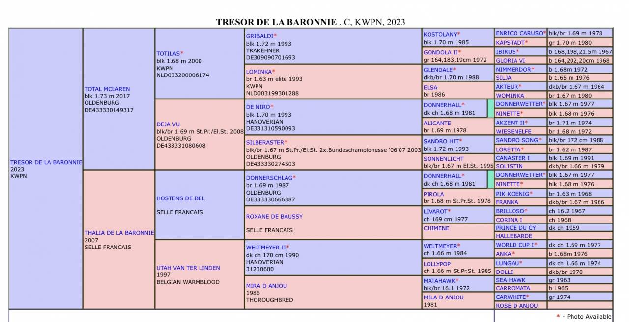 Caballo castrado KWPN Caballo de Deporte Neerlandés En venta 2023 Bayo por TOTAL MCLAREN