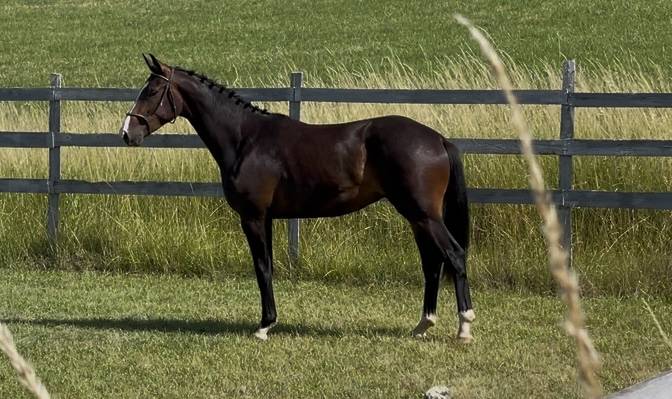 Caballo castrado KWPN Caballo de Deporte Neerlandés En venta 2023 Bayo por TOTAL MCLAREN