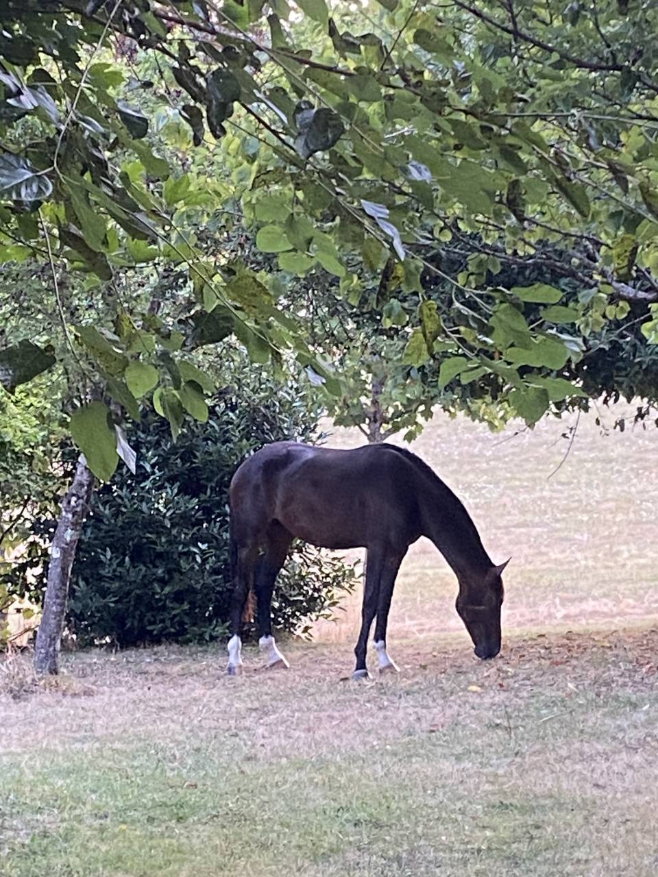 Caballo castrado KWPN Caballo de Deporte Neerlandés En venta 2023 Bayo por TOTAL MCLAREN