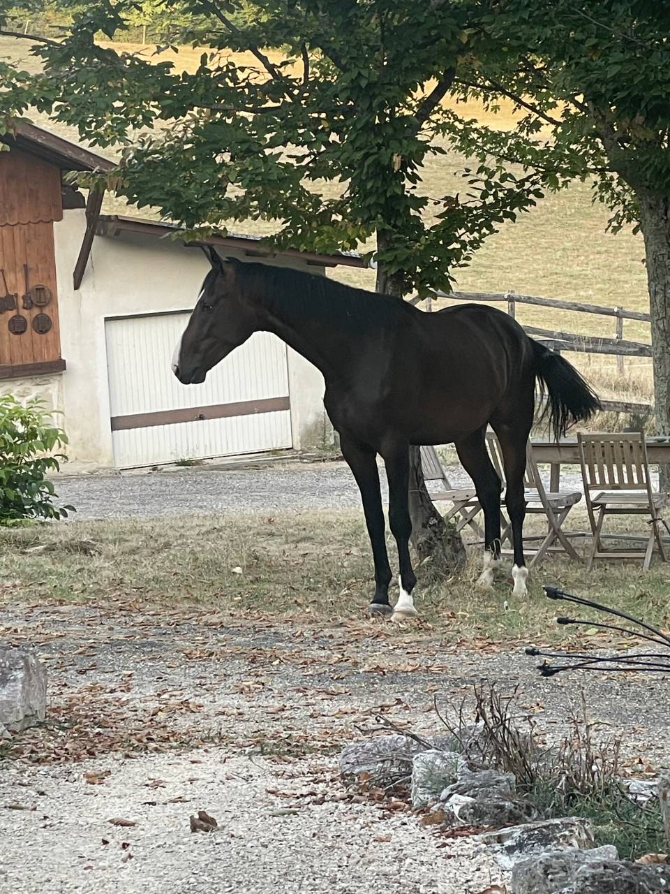 Caballo castrado KWPN Caballo de Deporte Neerlandés En venta 2023 Bayo por TOTAL MCLAREN