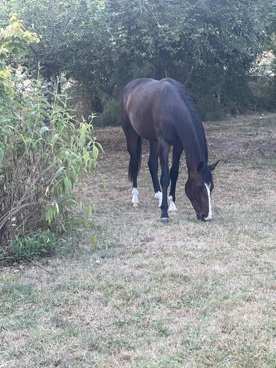 Caballo castrado KWPN Caballo de Deporte Neerlandés En venta 2023 Bayo por TOTAL MCLAREN
