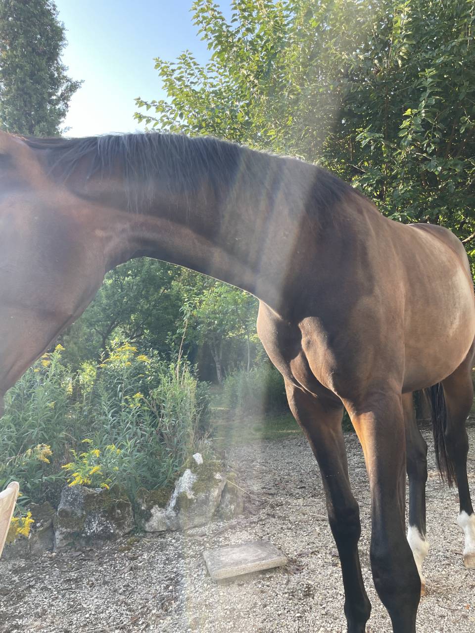 Caballo castrado KWPN Caballo de Deporte Neerlandés En venta 2023 Bayo por TOTAL MCLAREN