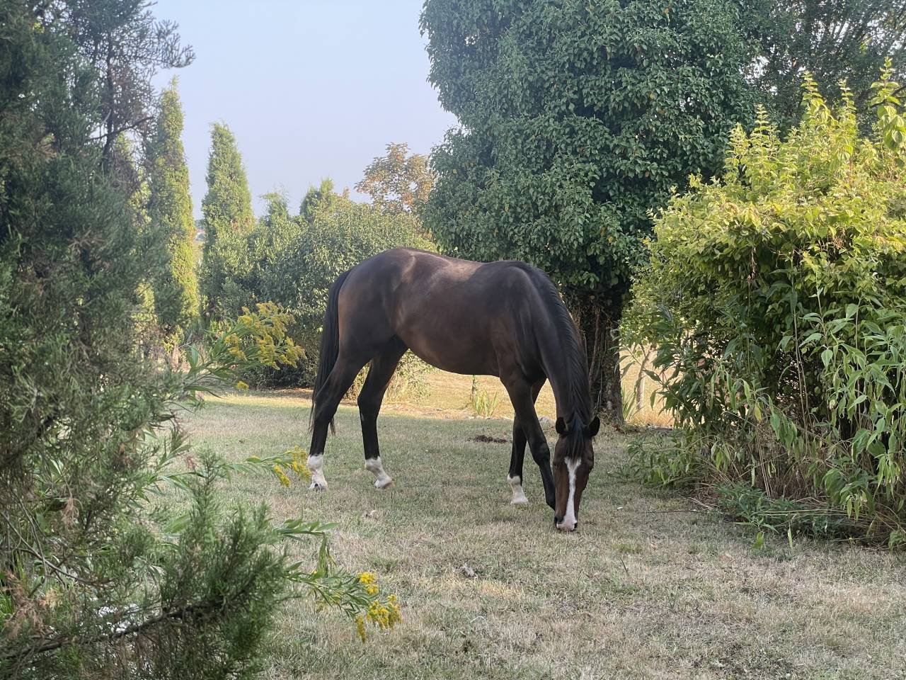 Caballo castrado KWPN Caballo de Deporte Neerlandés En venta 2023 Bayo por TOTAL MCLAREN