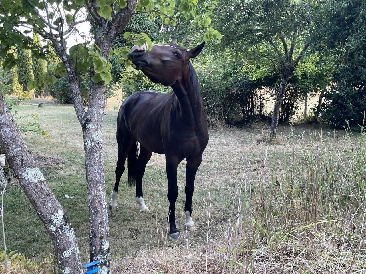 Caballo castrado KWPN Caballo de Deporte Neerlandés En venta 2023 Bayo por TOTAL MCLAREN