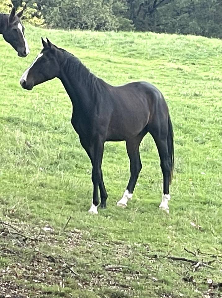 Caballo castrado KWPN Caballo de Deporte Neerlandés En venta 2023 Bayo por TOTAL MCLAREN