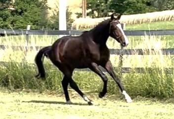 Caballo castrado KWPN Caballo de Deporte Neerlandés En venta 2023 Bayo por TOTAL MCLAREN