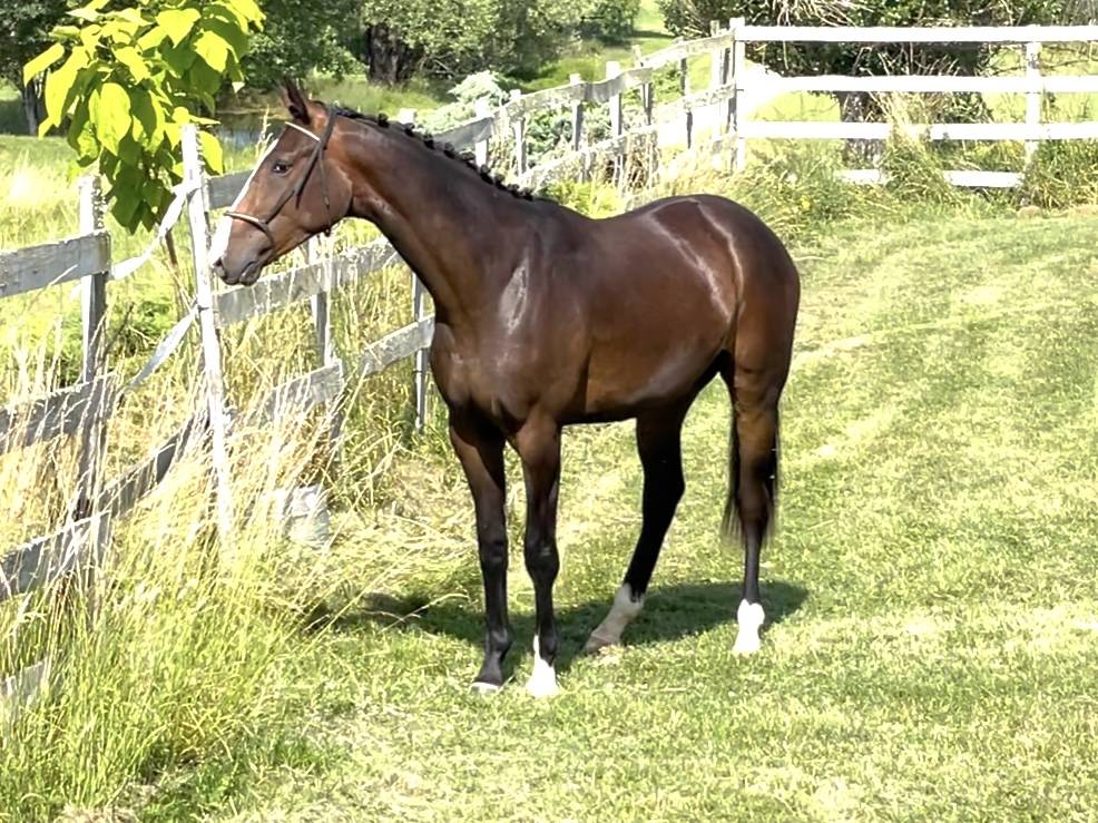 Caballo castrado KWPN Caballo de Deporte Neerlandés En venta 2023 Bayo por TOTAL MCLAREN
