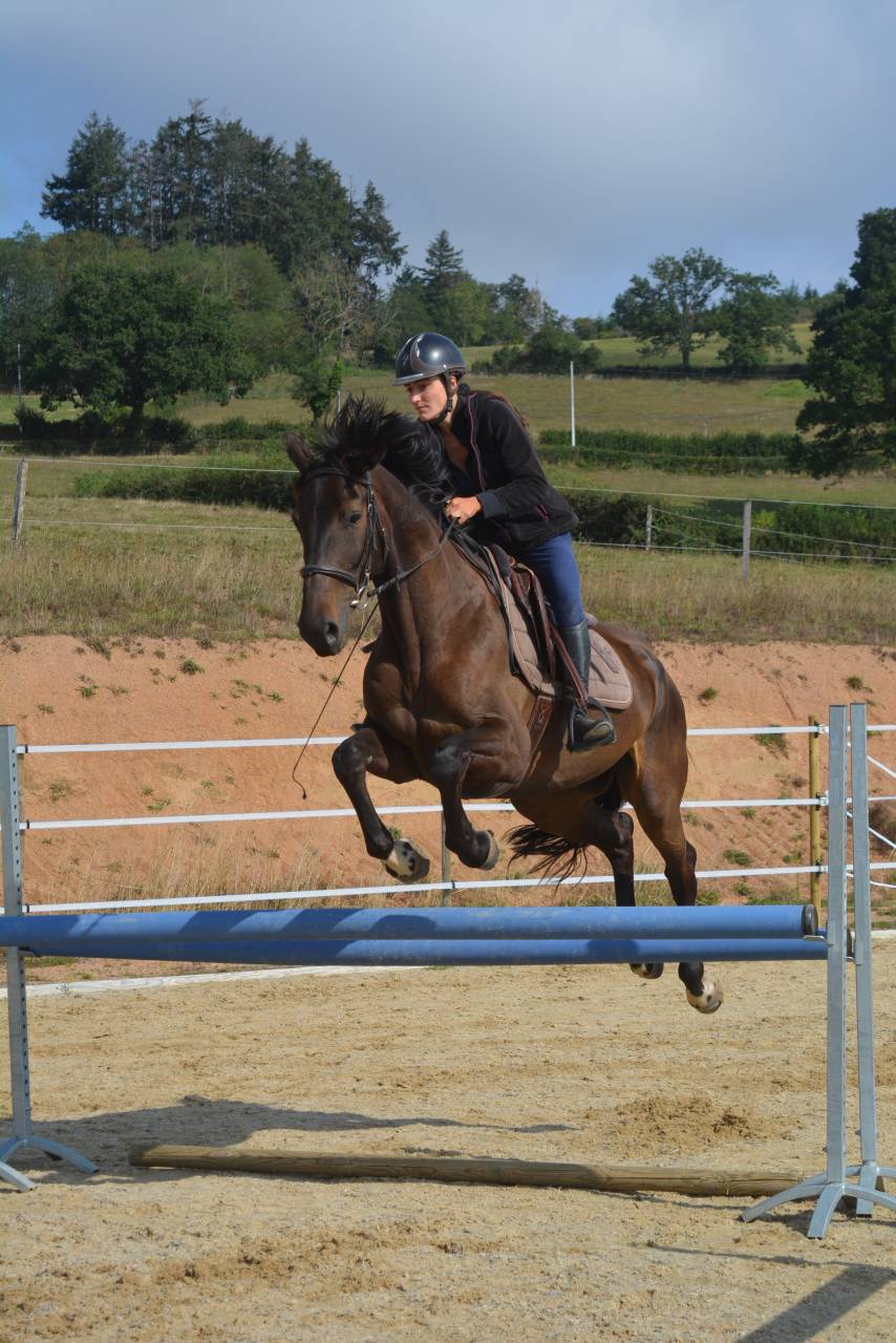 Yegua AQPS Media-Pensión 2020 Bayo