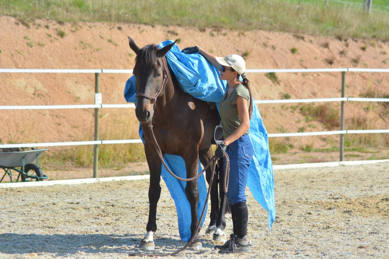 Yegua AQPS Media-Pensión 2020 Bayo