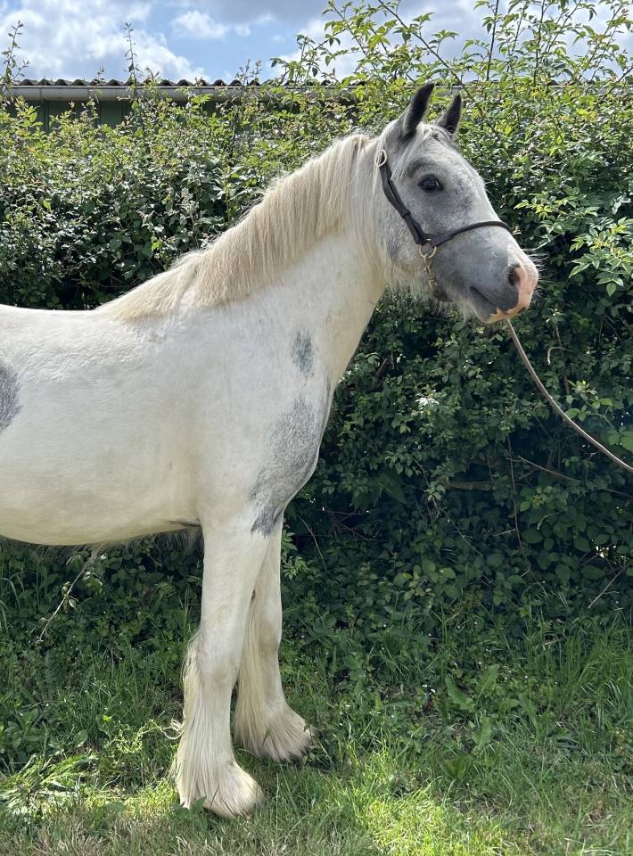 Semental Origen No Constatado En venta 2023 Pío