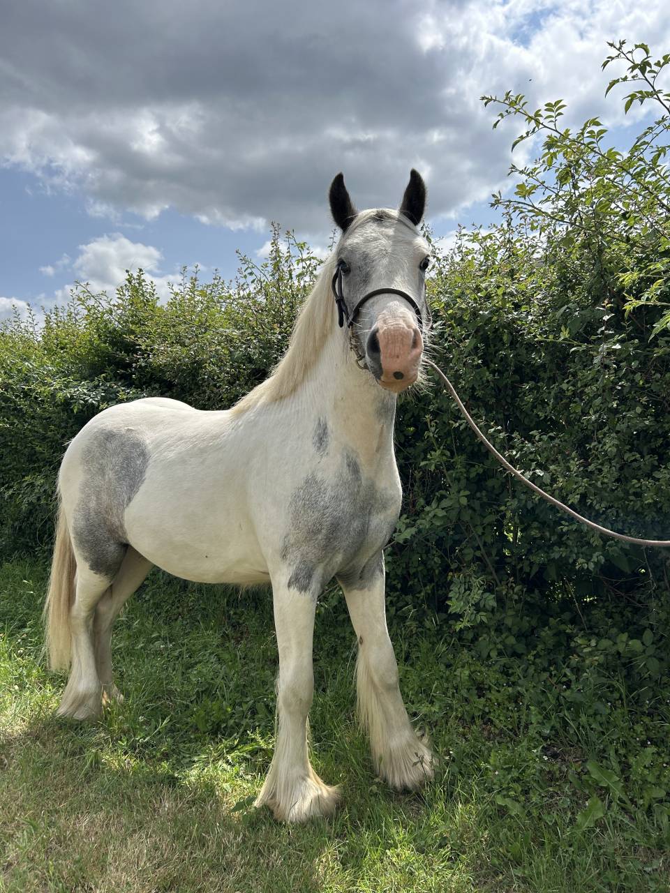 Semental Origen No Constatado En venta 2023 Pío