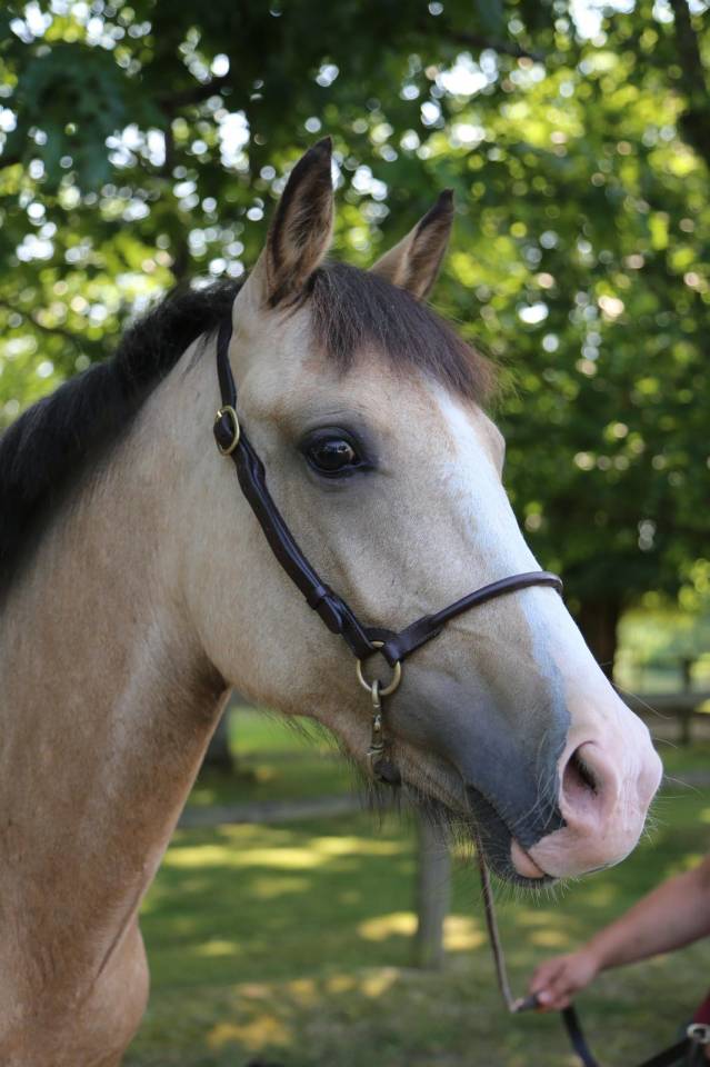 Yegua PFS Poni Françés de Silla En venta 2023 Isabelo