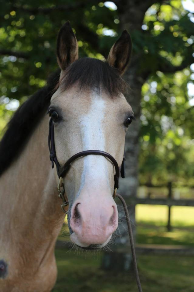 Yegua PFS Poni Françés de Silla En venta 2023 Isabelo