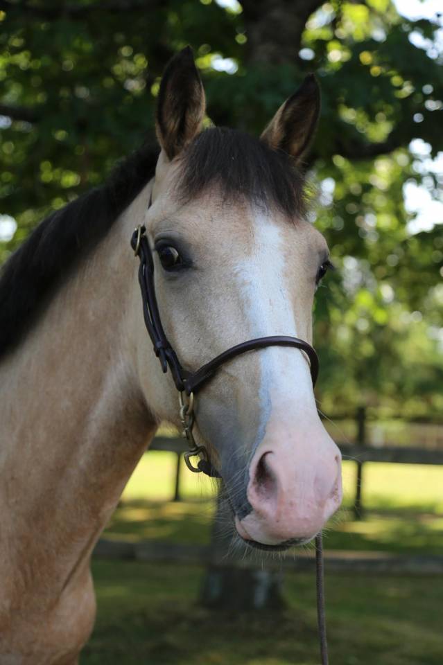 Yegua PFS Poni Françés de Silla En venta 2023 Isabelo