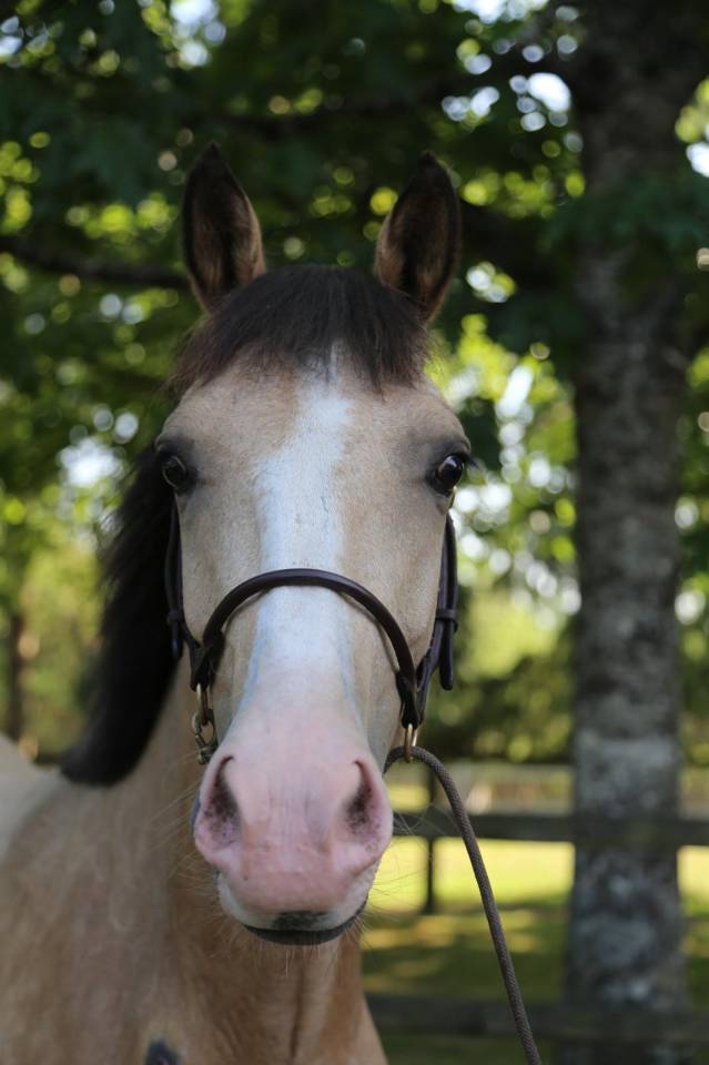 Yegua PFS Poni Françés de Silla En venta 2023 Isabelo