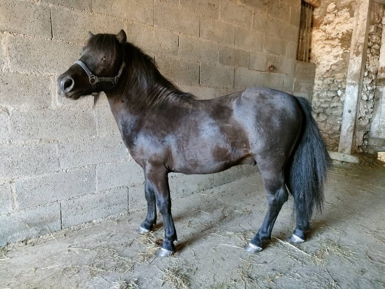Caballo entero Shetland En venta 2023 Negro por VICKING COMMANDERIE