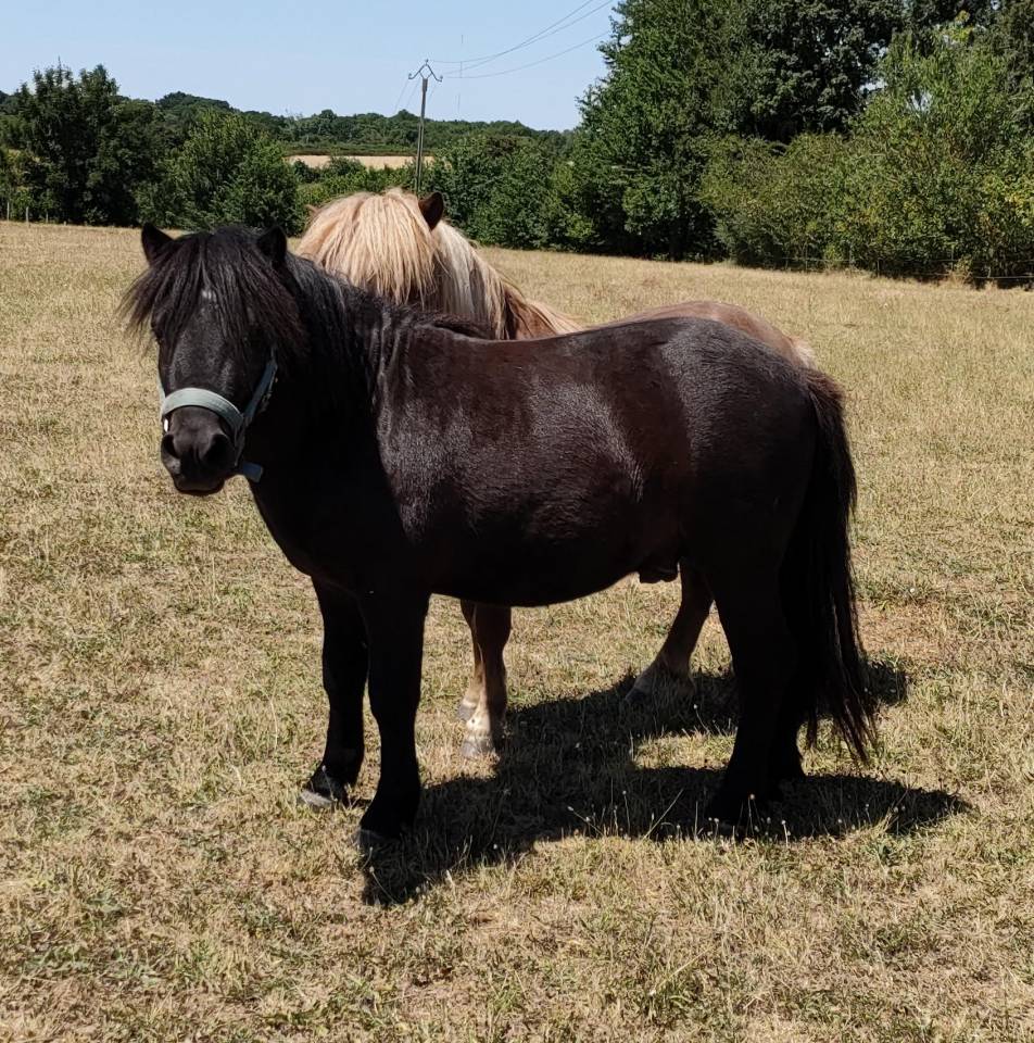 Caballo entero Shetland En venta 2023 Negro por VICKING COMMANDERIE