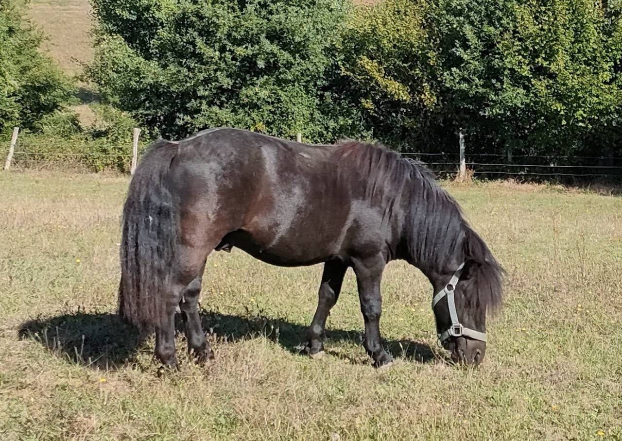 Caballo entero Shetland En venta 2023 Negro por VICKING COMMANDERIE