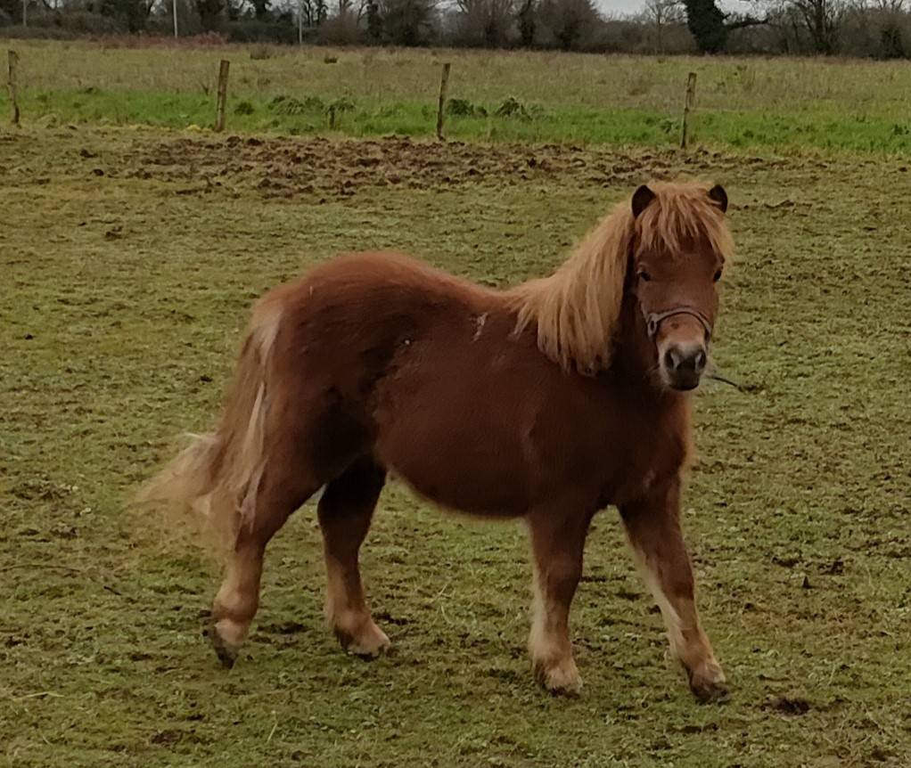 Caballo entero Shetland En venta 2024 Pelo de vaca por VICKING COMMANDERIE