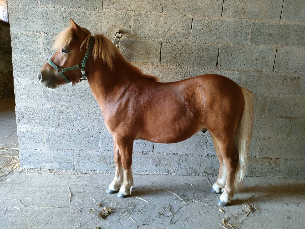 Caballo entero Shetland En venta 2024 Pelo de vaca por VICKING COMMANDERIE