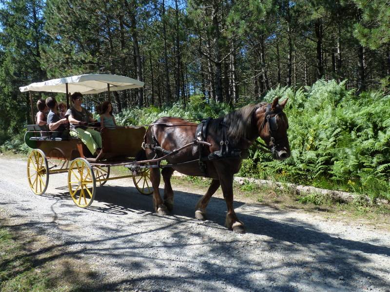 Coche enganches - Vagoneta Berrard  