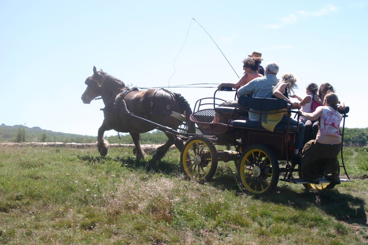 Coche enganches - Break - Otra marca - marathon ralong&eacute; tourisme RANDO 