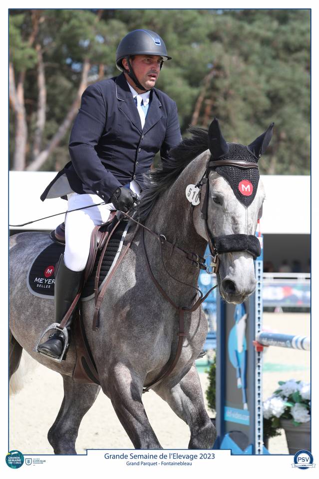 Caballo castrado Silla Francés En venta 2017 Tordo por PADDOCK DU PLESSIS