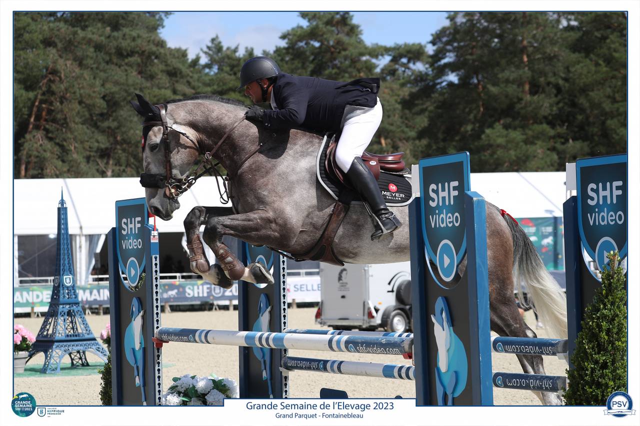 Caballo castrado Silla Francés En venta 2017 Tordo por PADDOCK DU PLESSIS