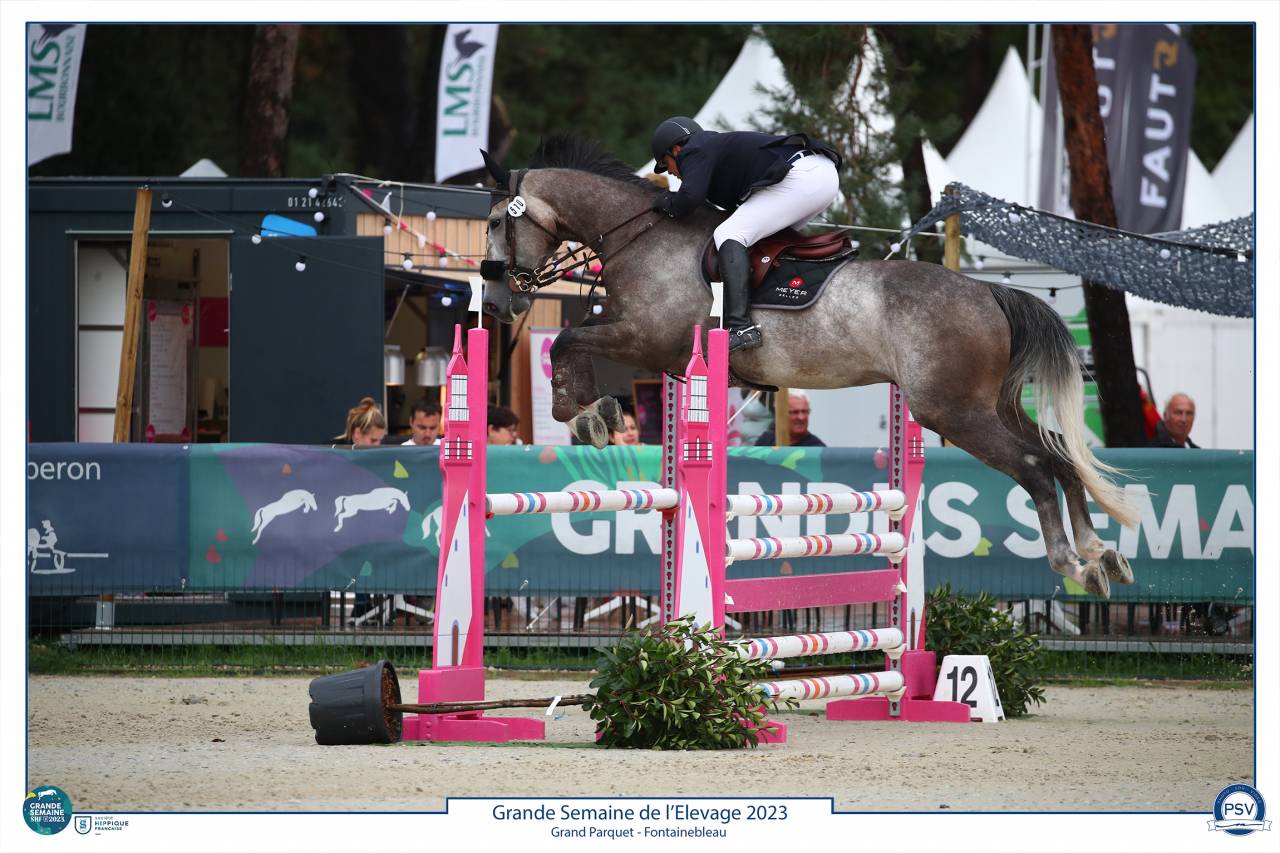 Caballo castrado Silla Francés En venta 2017 Tordo por PADDOCK DU PLESSIS