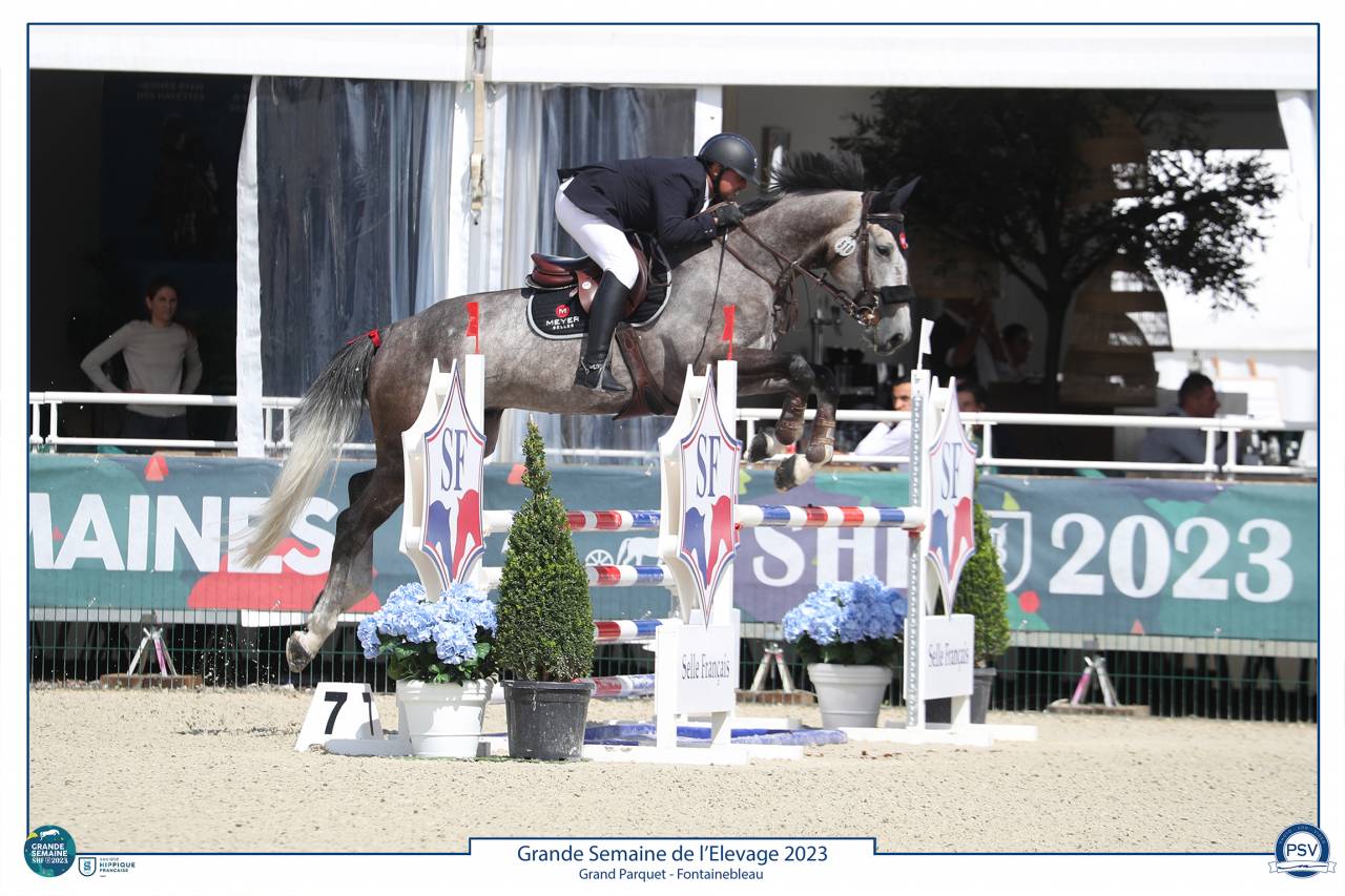 Caballo castrado Silla Francés En venta 2017 Tordo por PADDOCK DU PLESSIS