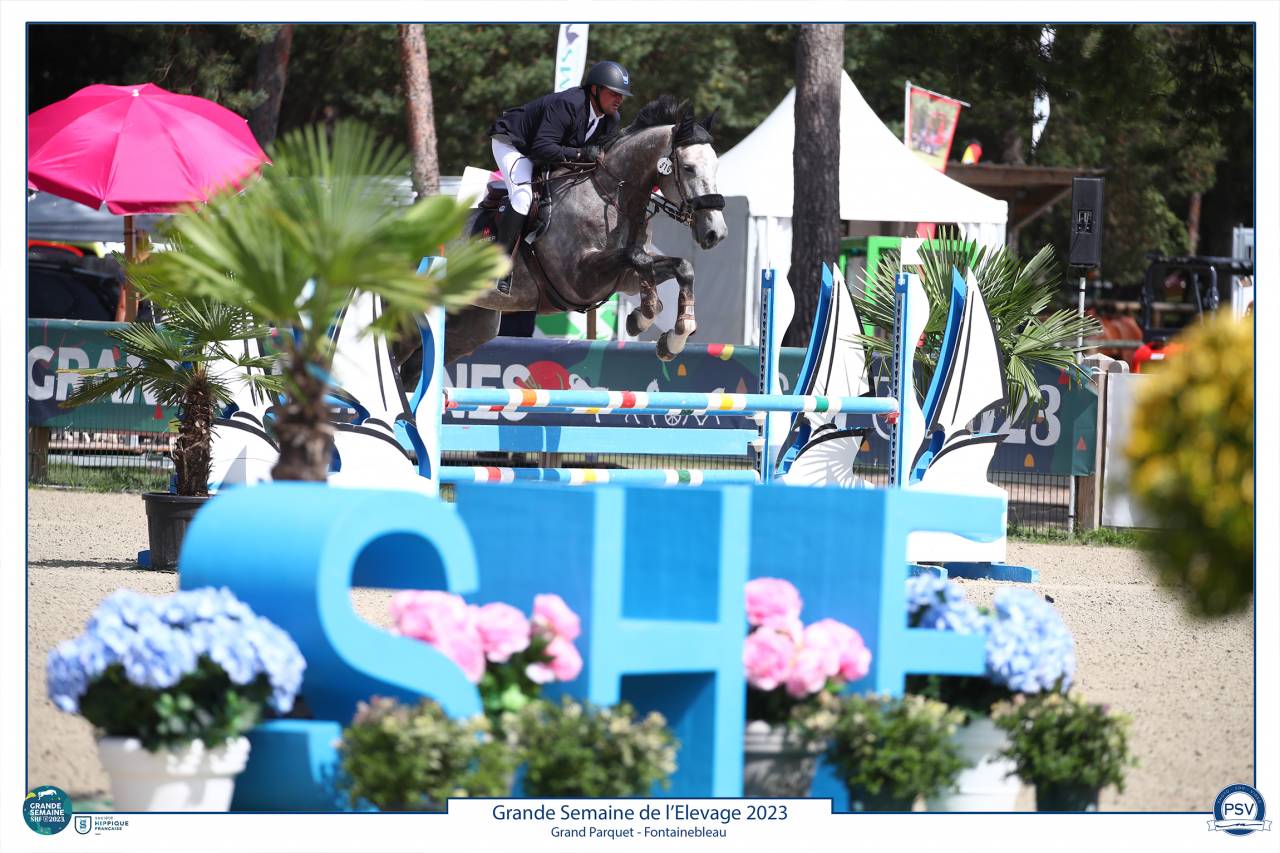 Caballo castrado Silla Francés En venta 2017 Tordo por PADDOCK DU PLESSIS