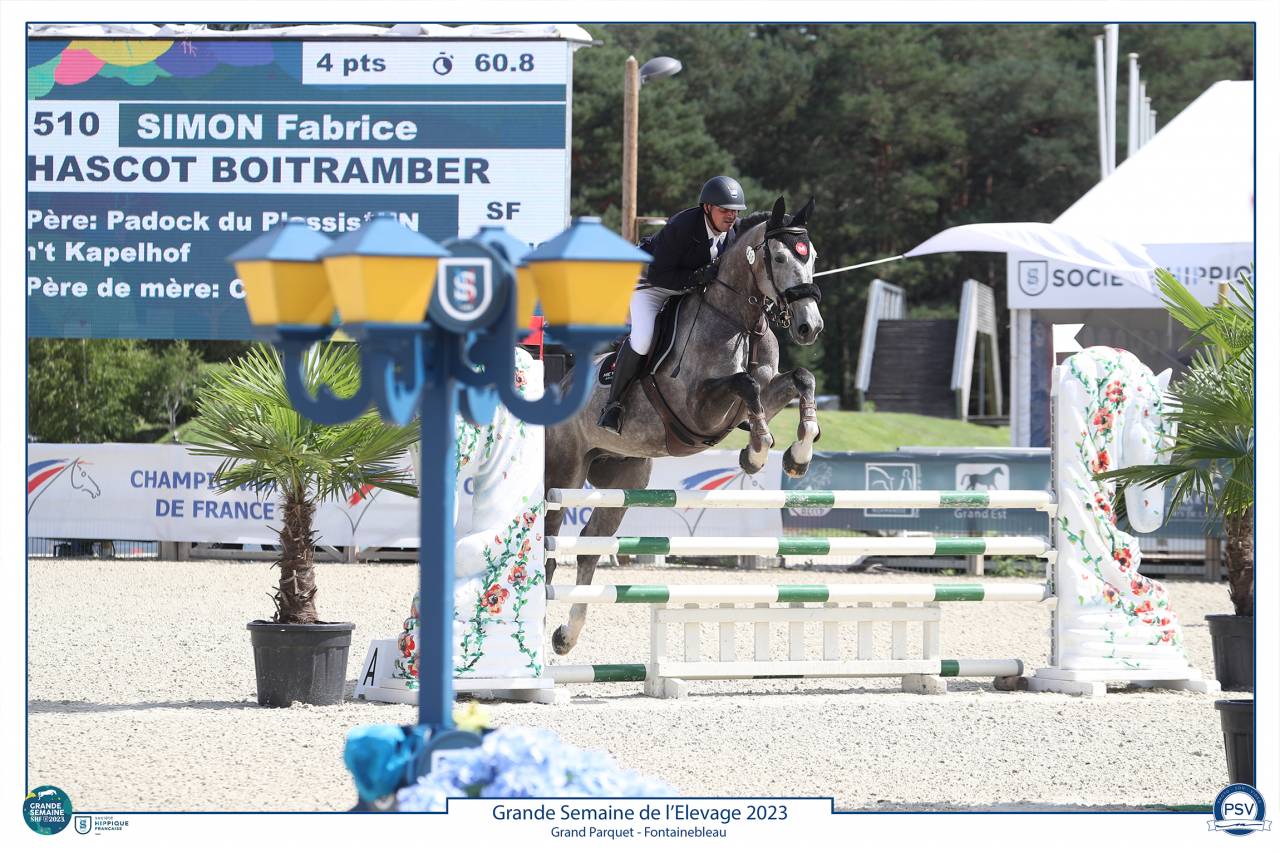 Caballo castrado Silla Francés En venta 2017 Tordo por PADDOCK DU PLESSIS