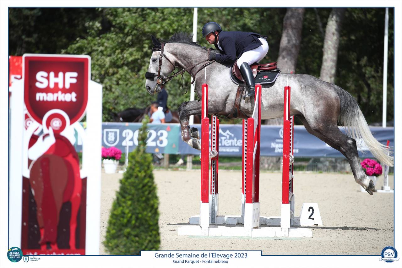 Caballo castrado Silla Francés En venta 2017 Tordo por PADDOCK DU PLESSIS