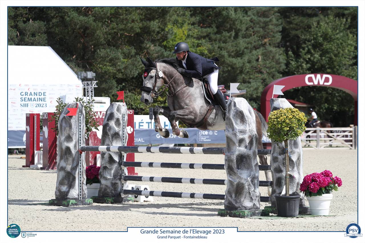 Caballo castrado Silla Francés En venta 2017 Tordo por PADDOCK DU PLESSIS