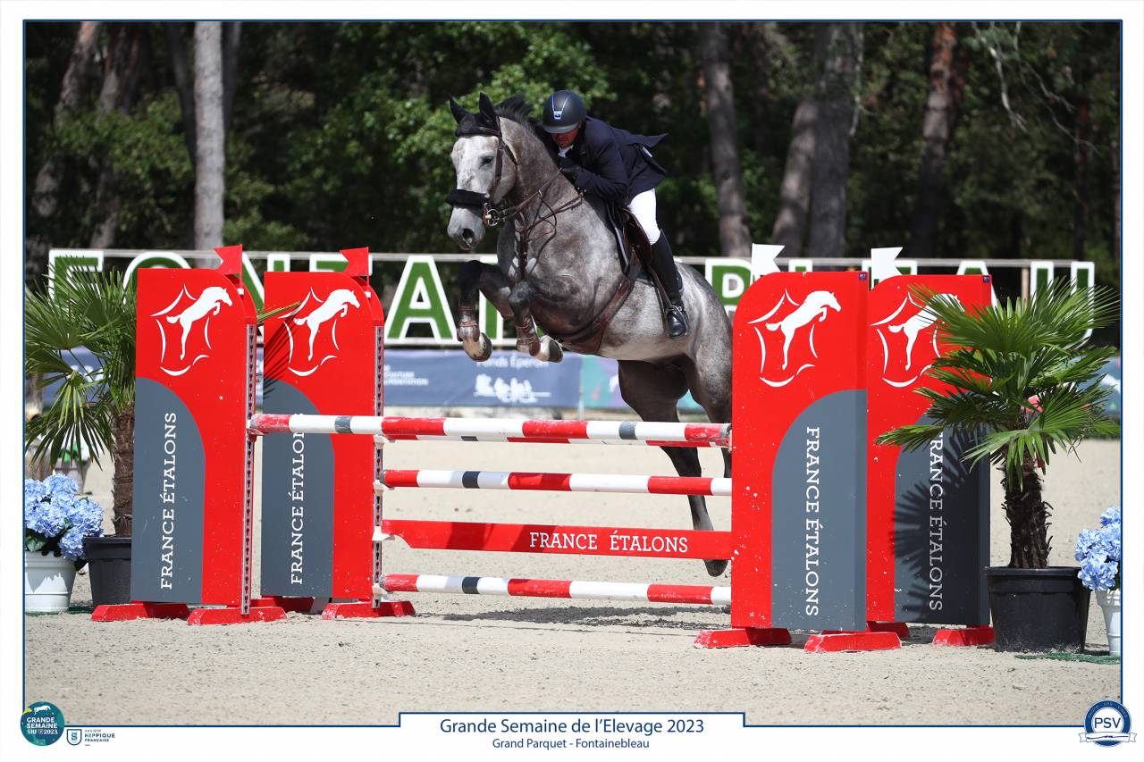 Caballo castrado Silla Francés En venta 2017 Tordo por PADDOCK DU PLESSIS