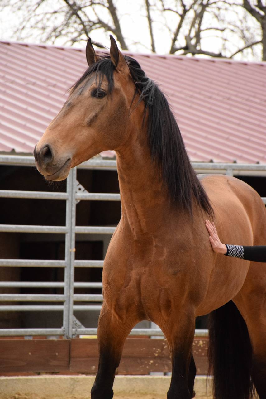 Caballo castrado PRE Pura Raza Española En venta 2015 Isabelo