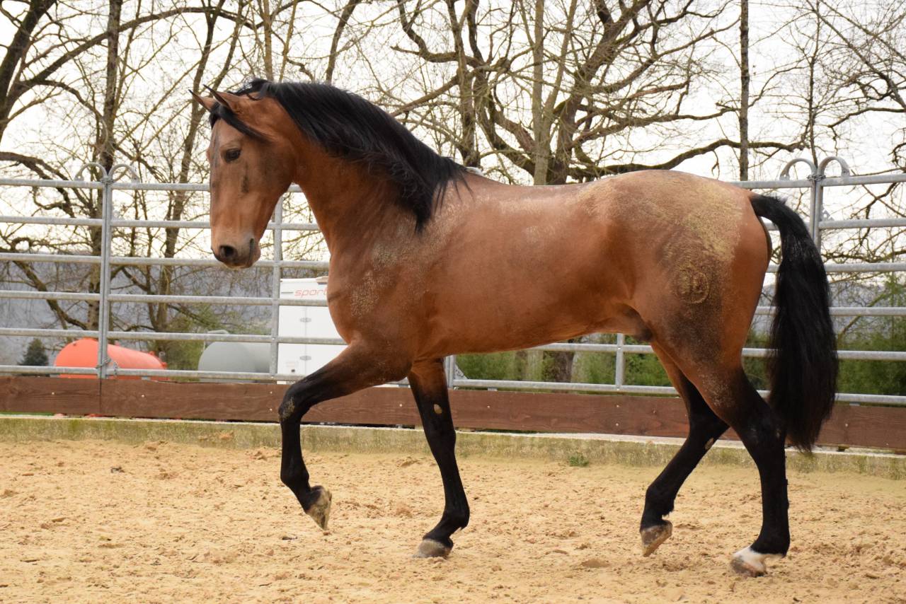 Caballo castrado PRE Pura Raza Española En venta 2015 Isabelo