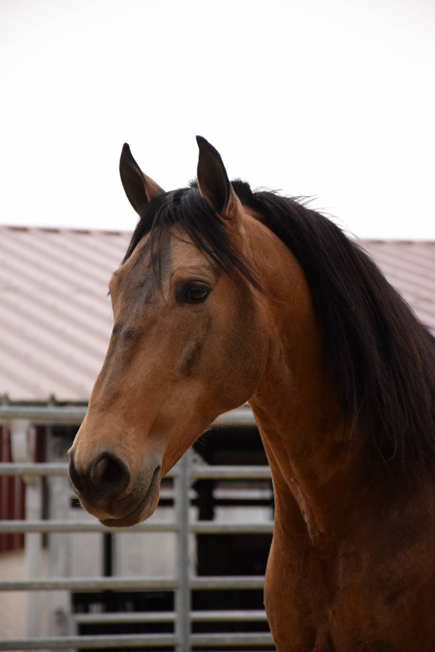 Caballo castrado PRE Pura Raza Española En venta 2015 Isabelo