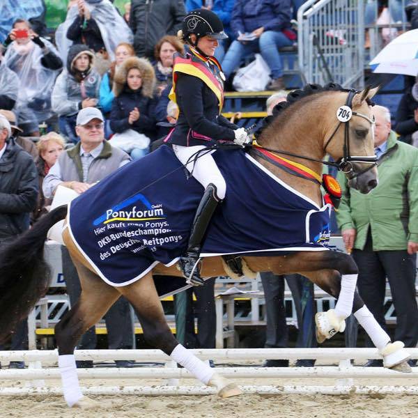 Yegua Poni de Silla Belga En venta 2017 Bayo moreno por Movie Star