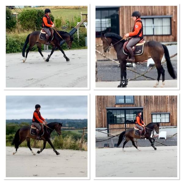 Yegua Poni de Silla Belga En venta 2017 Bayo moreno por Movie Star