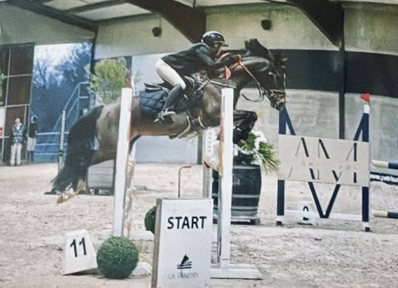 Yegua Poni de Silla Belga En venta 2017 Bayo moreno por Movie Star