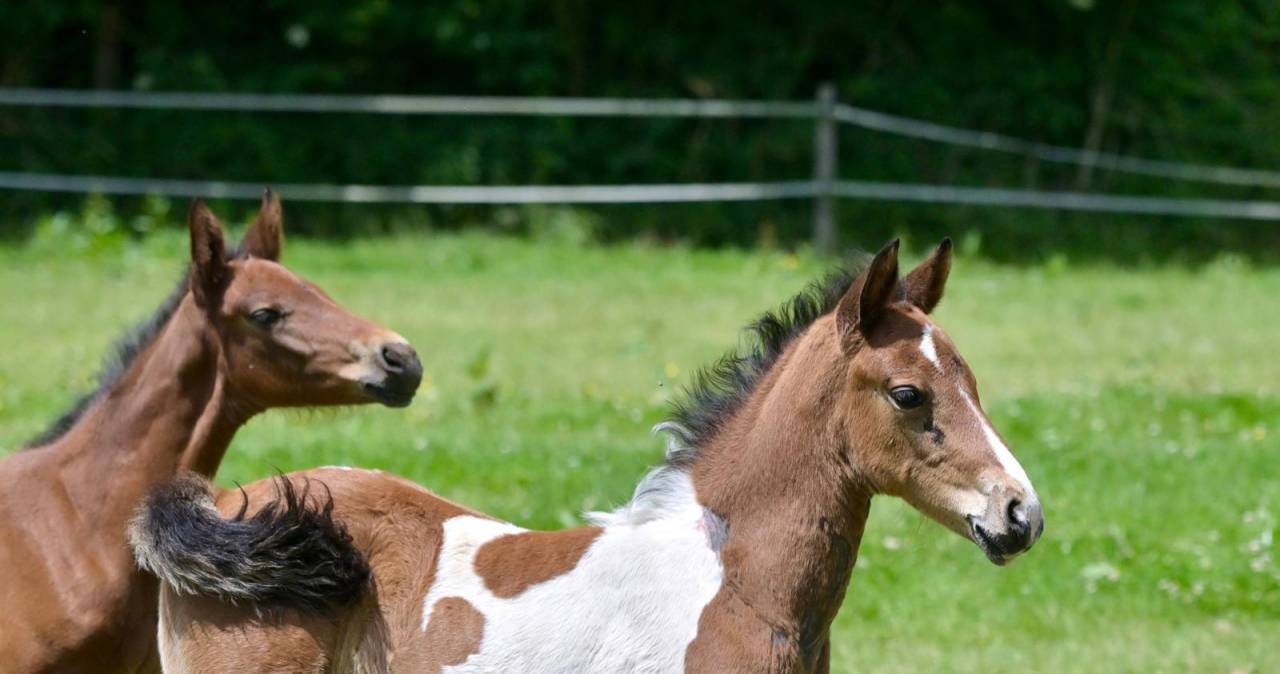 Potro Zangersheide En venta 2025 Pío