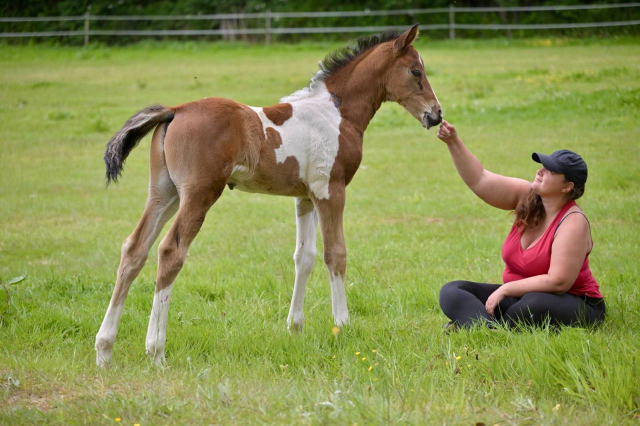 Potro Zangersheide En venta 2025 Pío