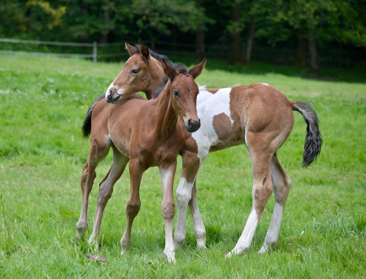 Potro Zangersheide En venta 2025 Pío
