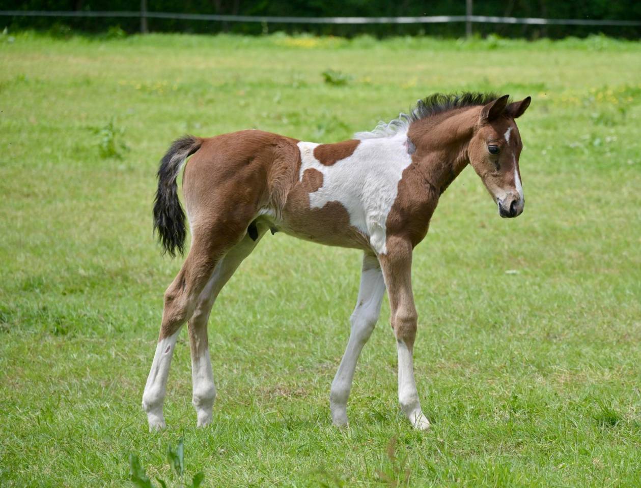 Potro Zangersheide En venta 2025 Pío