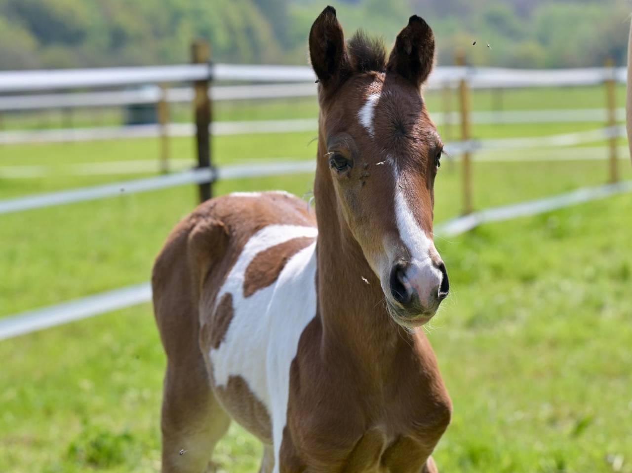 Potro Zangersheide En venta 2025 Pío