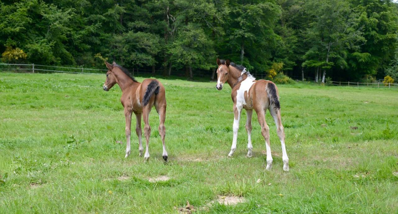 Potro Zangersheide En venta 2025 Pío